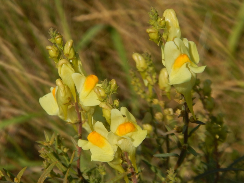 Linaria vulgaris (Lamiales - Plantaginaceae)